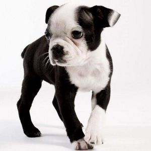 Meet your Posher, Savannah